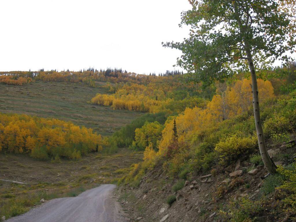 Road with a view of yellow plants