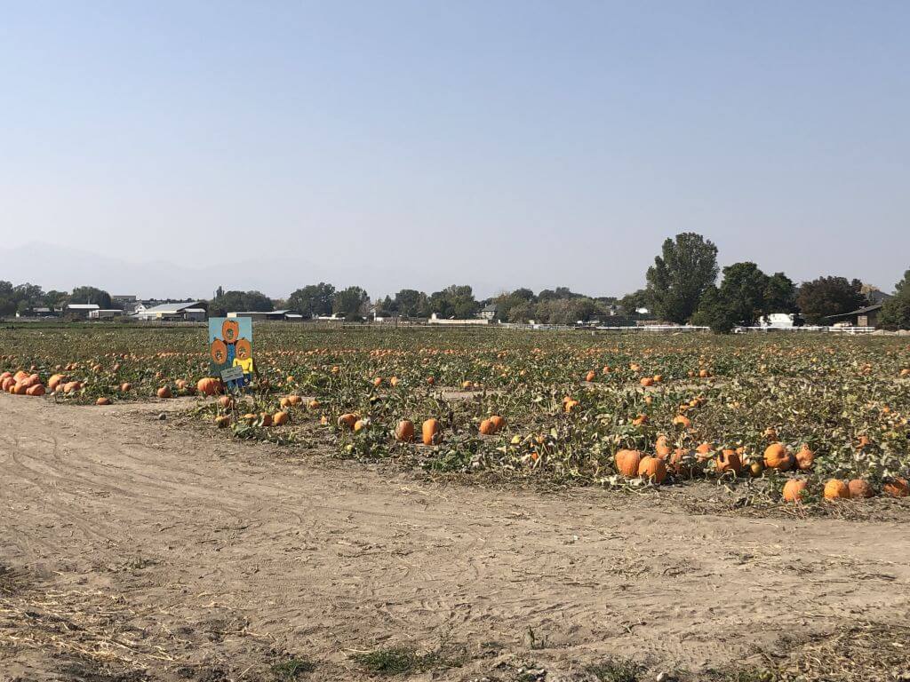 Mabey Farms Pumpkin Field