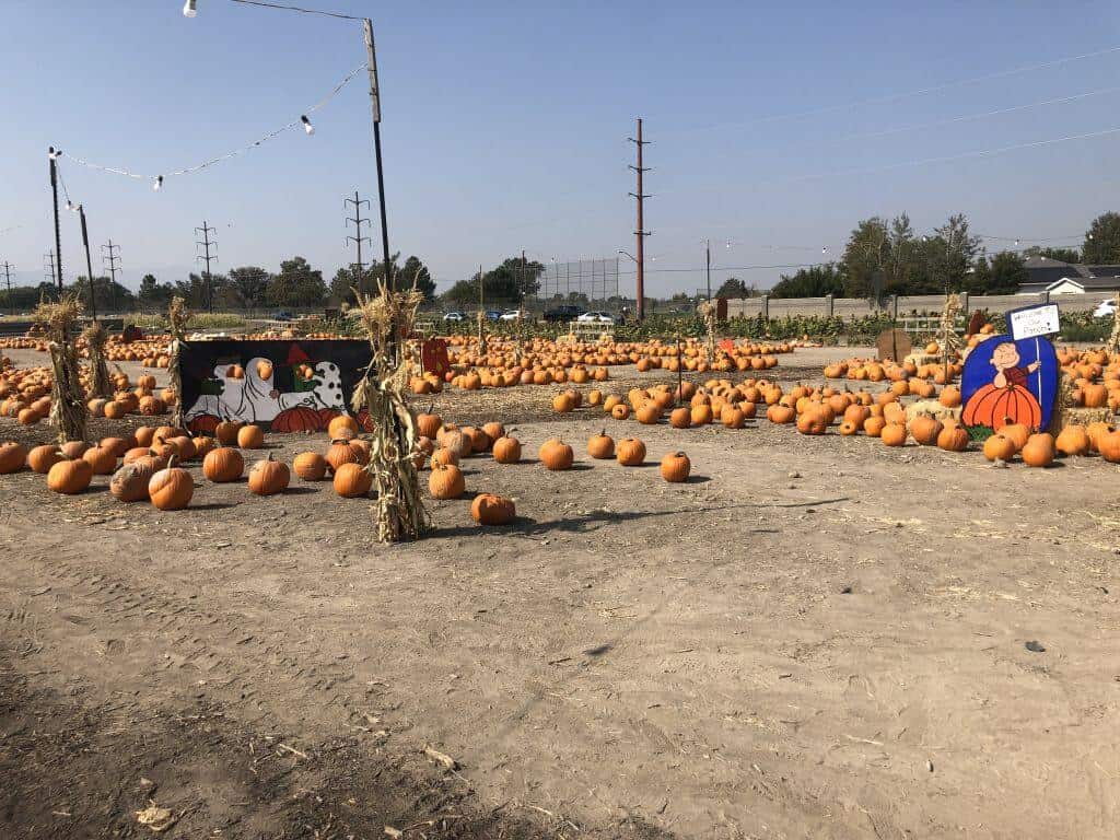 Schmidt Farm & Greenhouse Pumpkin Field